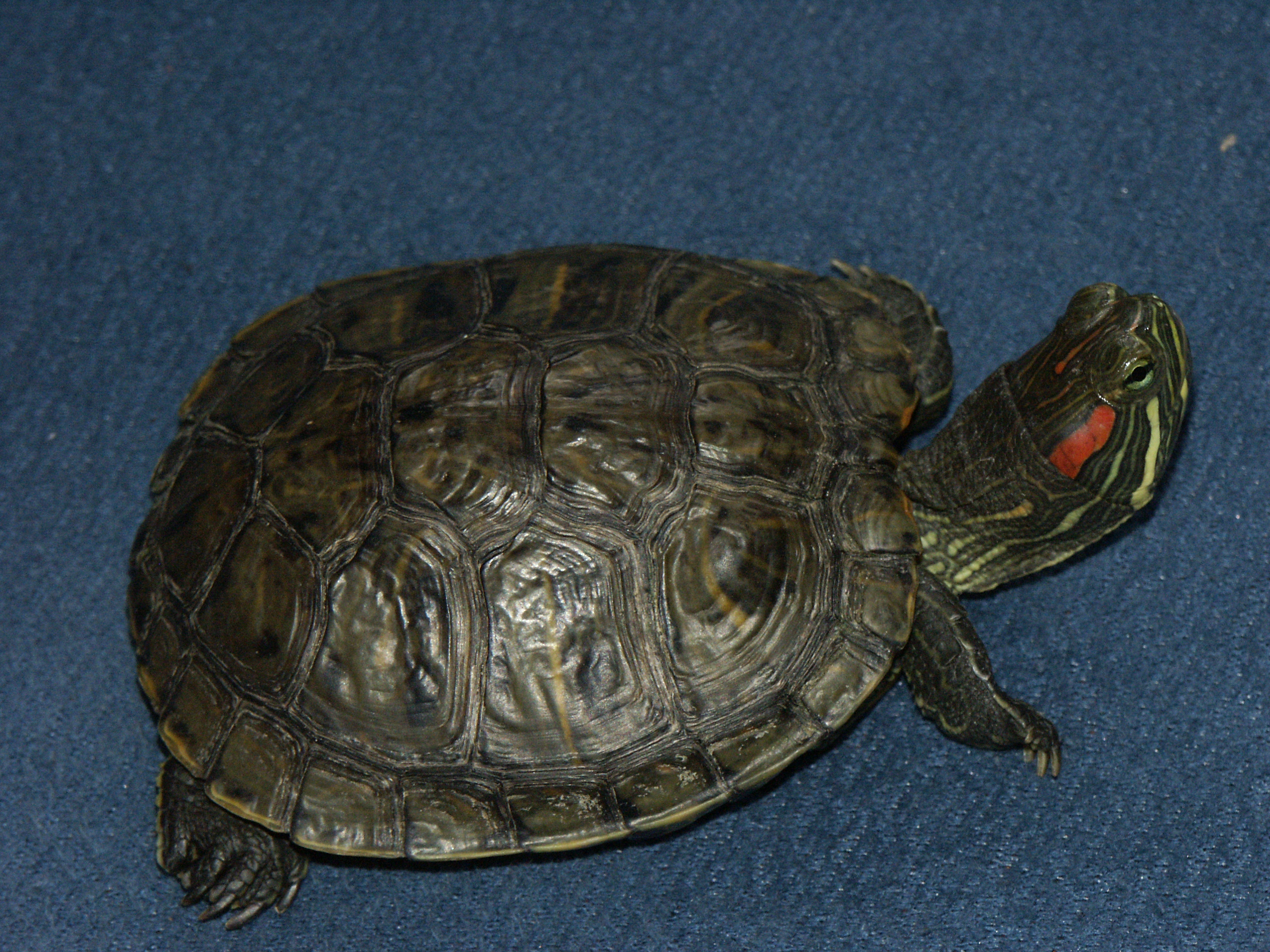 PICT0018.JPG
